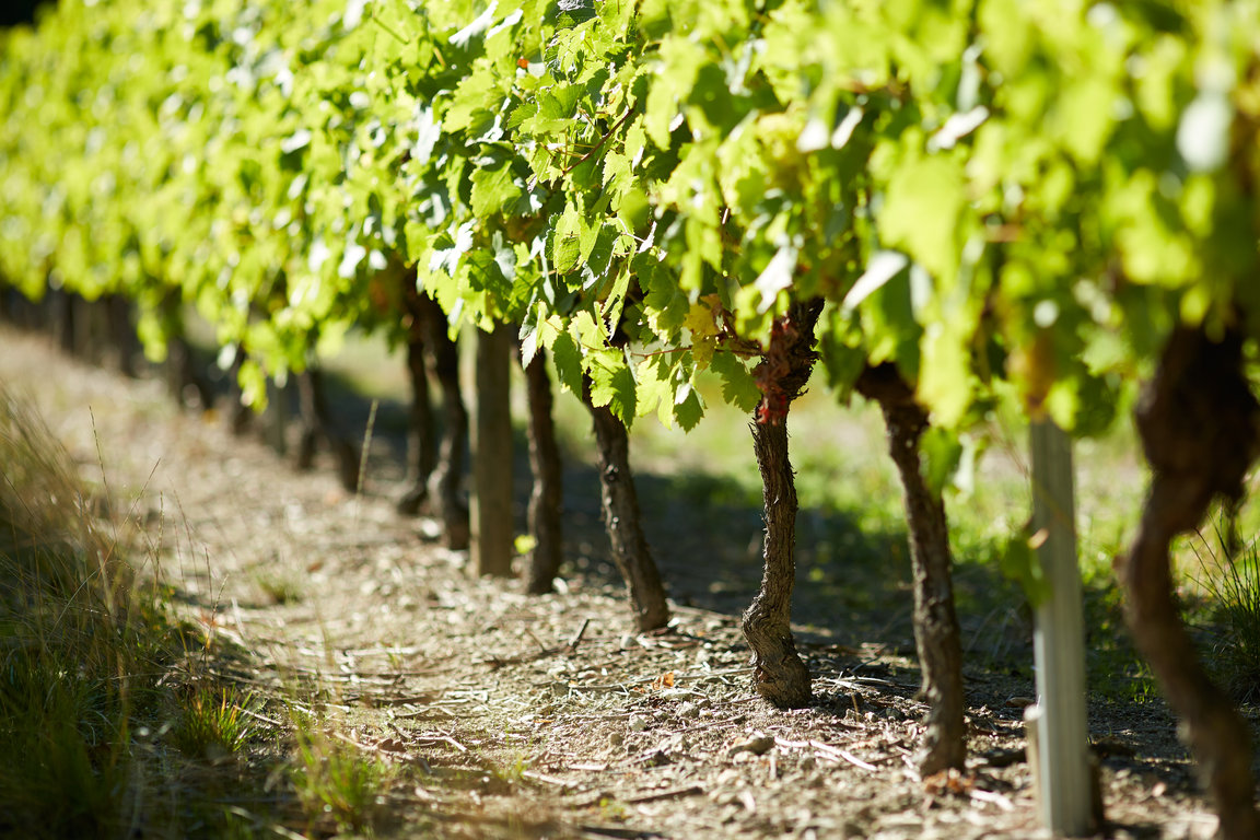 Cognac Grande Champagne vineyard